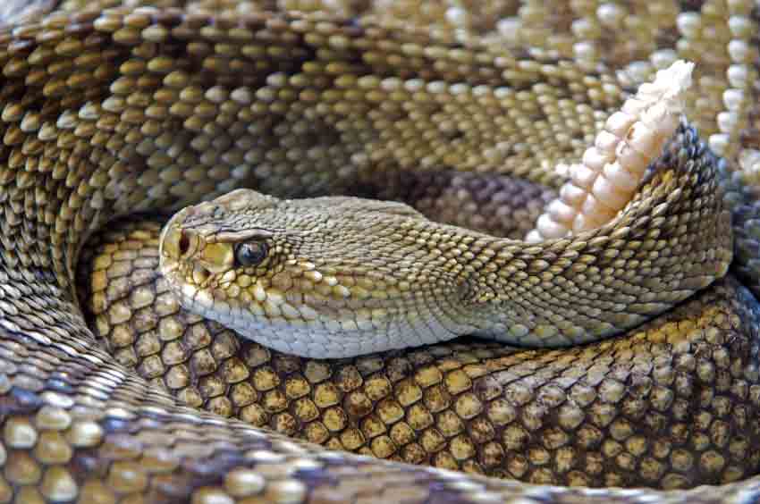 Spiritual Meaning of Snakes in Dreams
