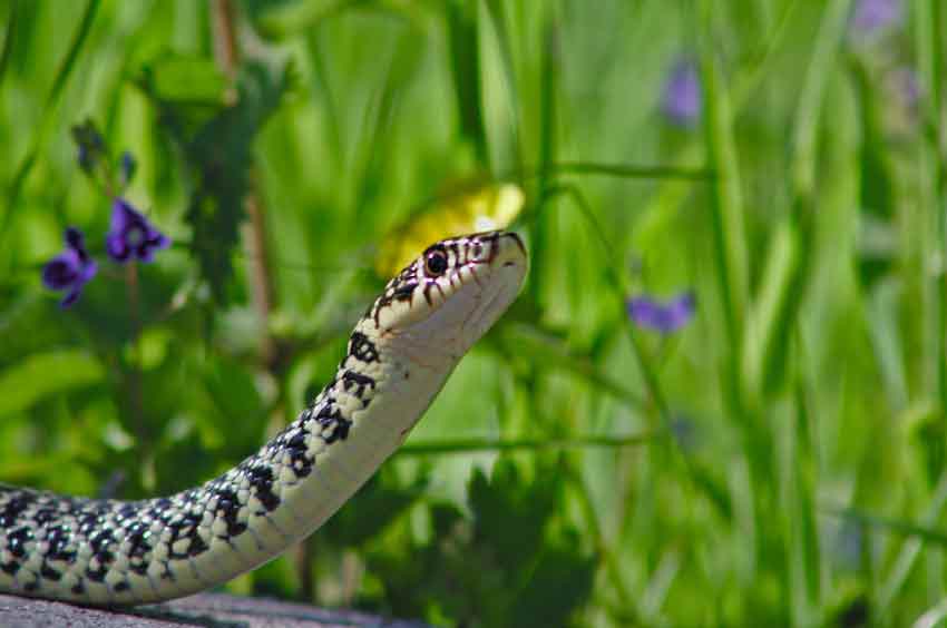 Spiritual Meaning of Snakes in Dreams