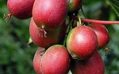 Red Kiwifruit Varieties & Can you freeze kiwi?
