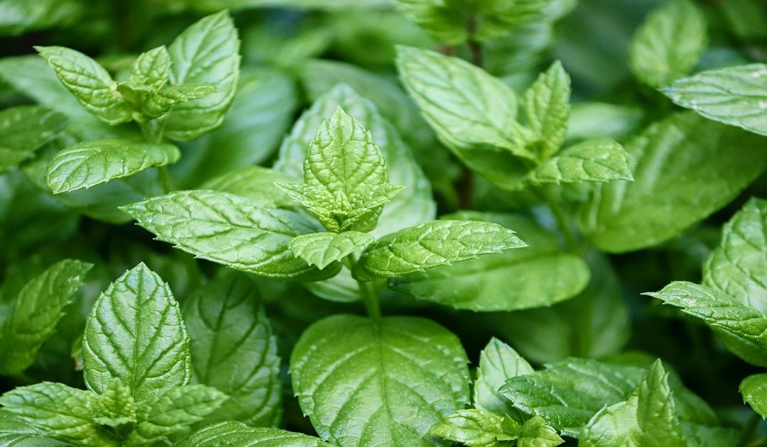 Peppermint Tea for Nausea